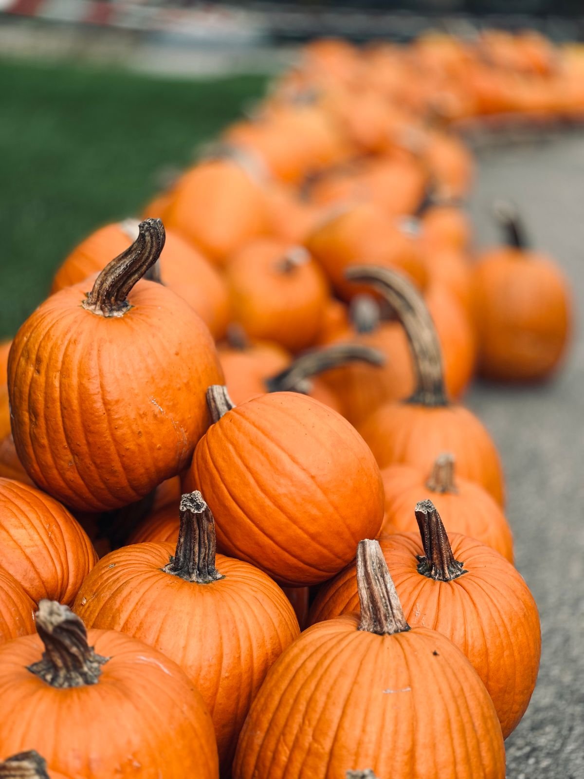 Row of bright orange pumpkins along a farm path
