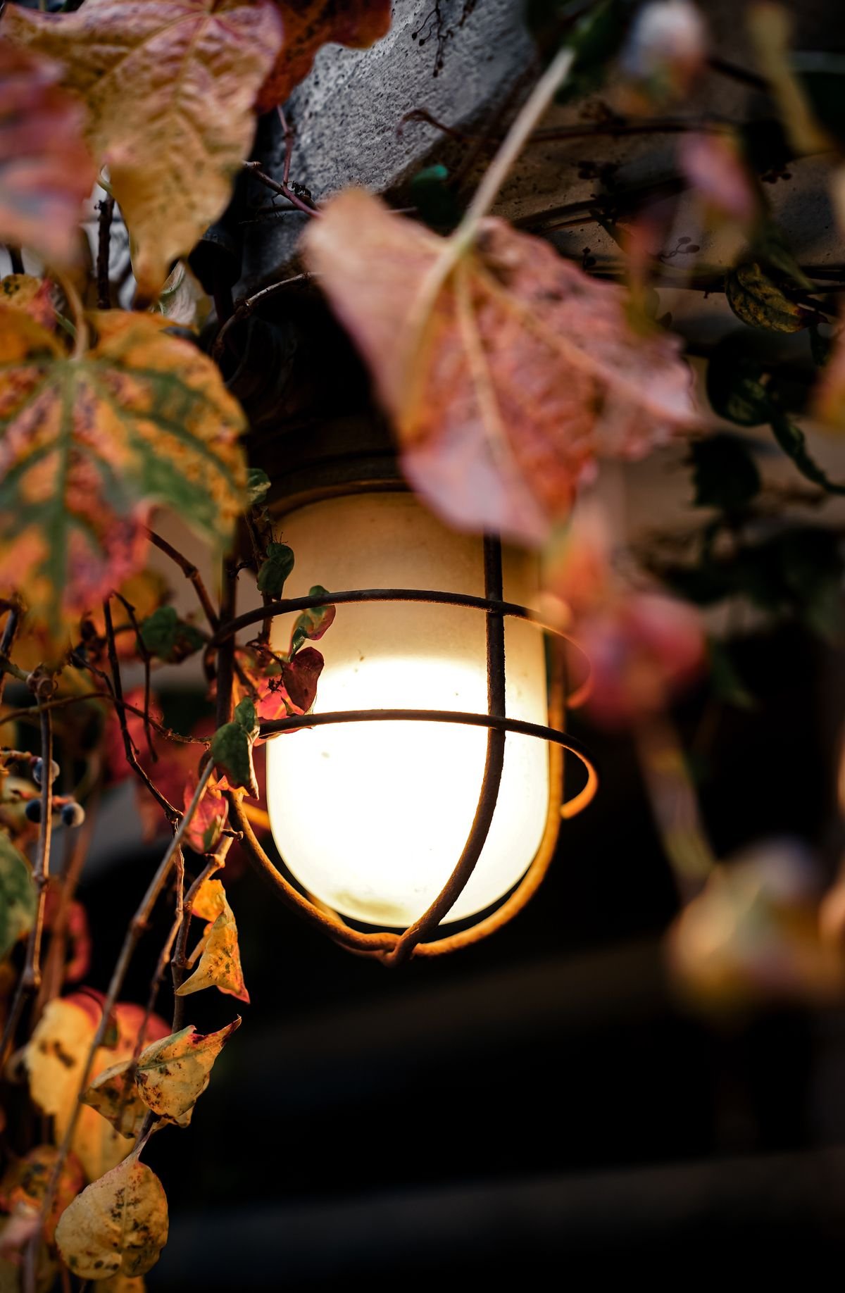 Copper lanterns glowing with autumn maple leaves inside