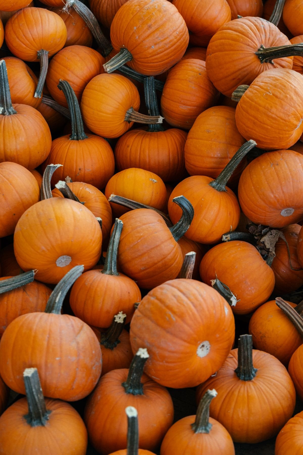 Cluster of orange pumpkins styled on a coffee table for halloween home decor