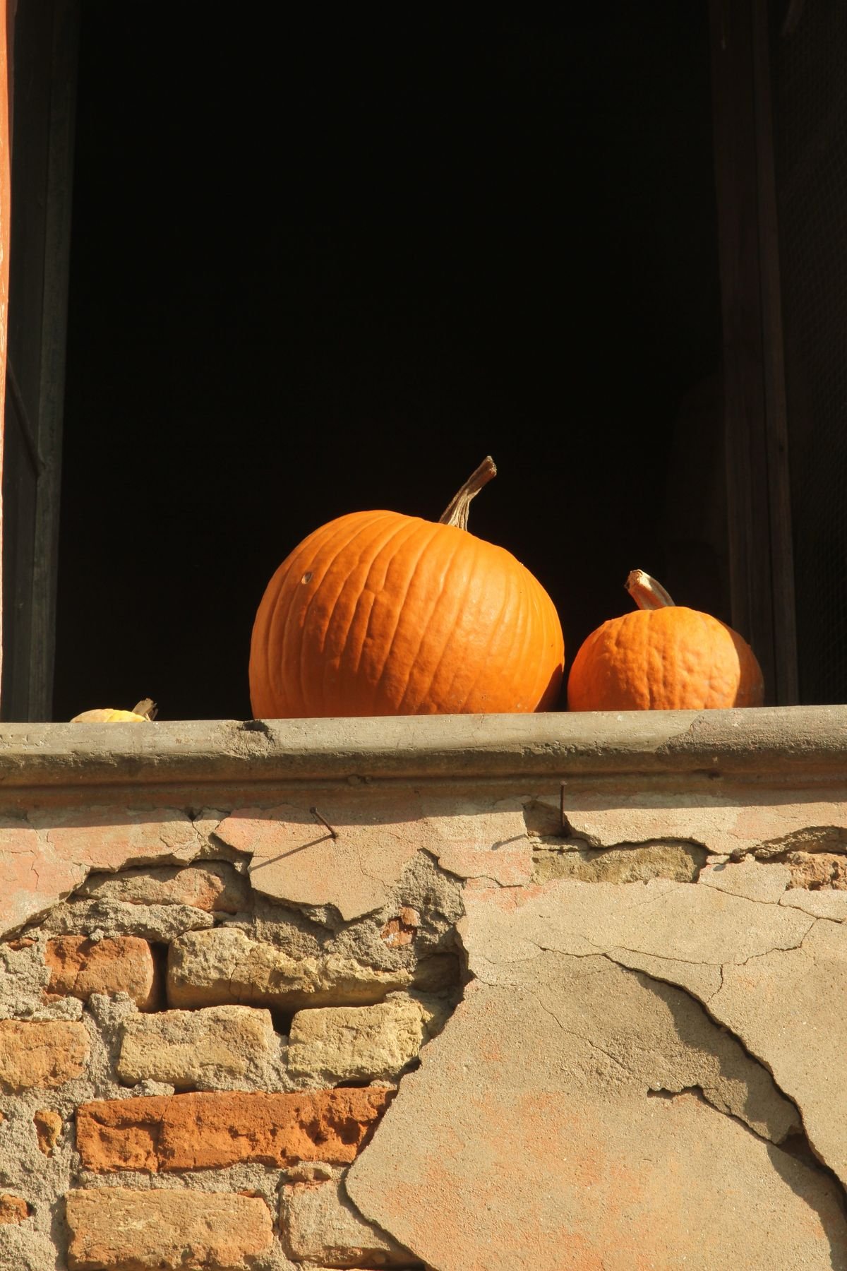 Mini pumpkins lined along a windowsill